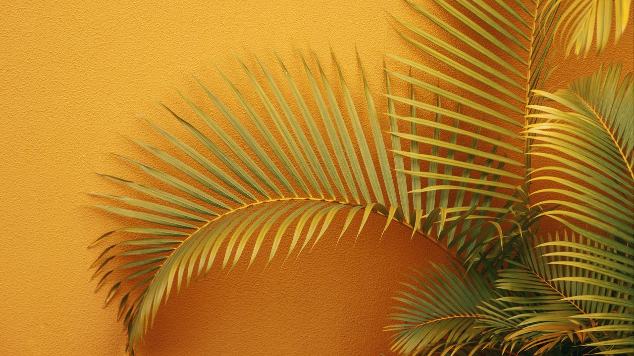 Обои пальма, ветки, растение, стена, оранжевый