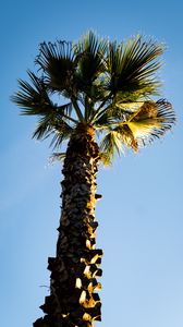 Превью обои пальма, ветки, ствол, небо, вид снизу, минимализм