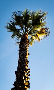 Превью обои пальма, ветки, ствол, небо, вид снизу, минимализм