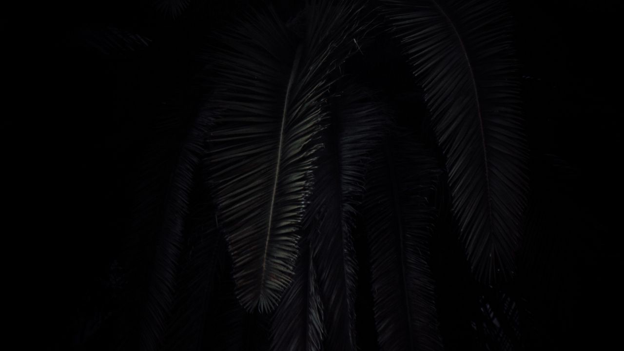 Обои пальма, ветки, темный, черный