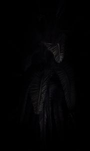 Превью обои пальма, ветки, темный, черный