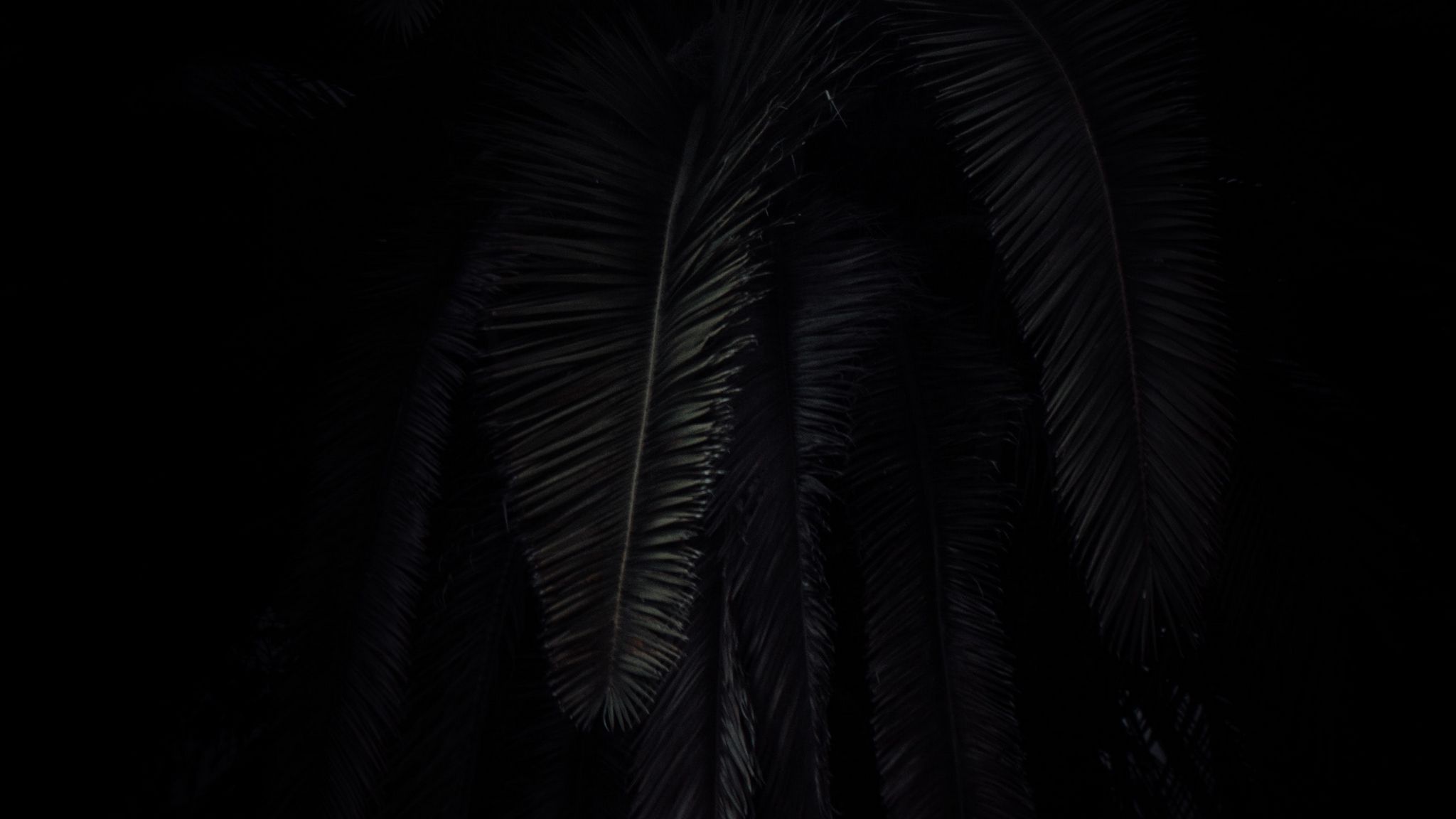 Обои айфон 15 черный. Черные обои. Пальма на темном фоне. Черная Пальма. Ветка пальмы.