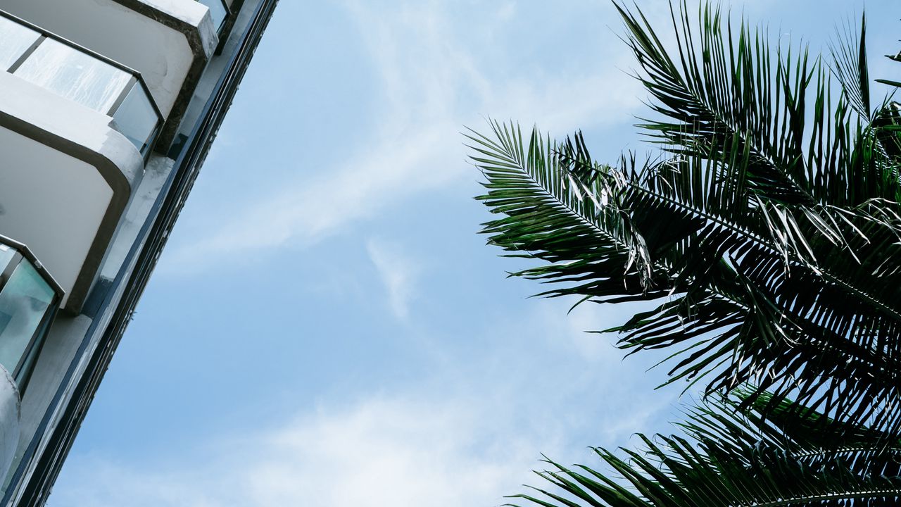 Обои пальма, ветви, фасад