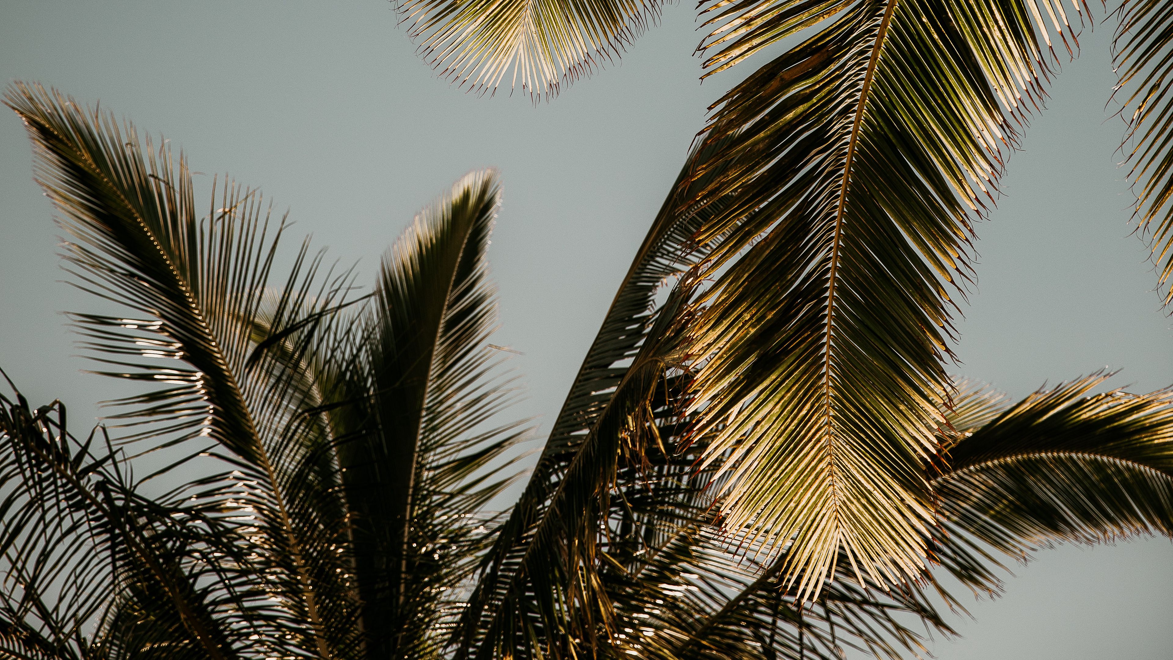 Флизелиновые обои листья пальмы