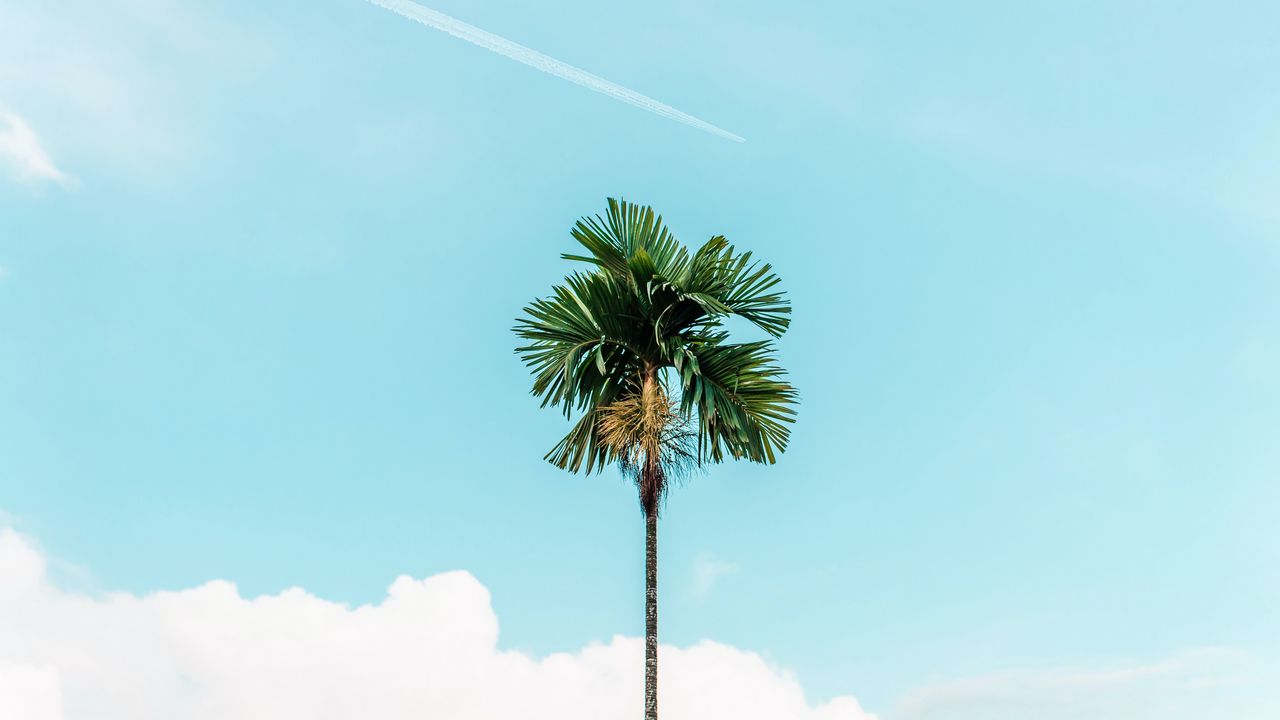 Обои пальма, ветви, небо, дерево