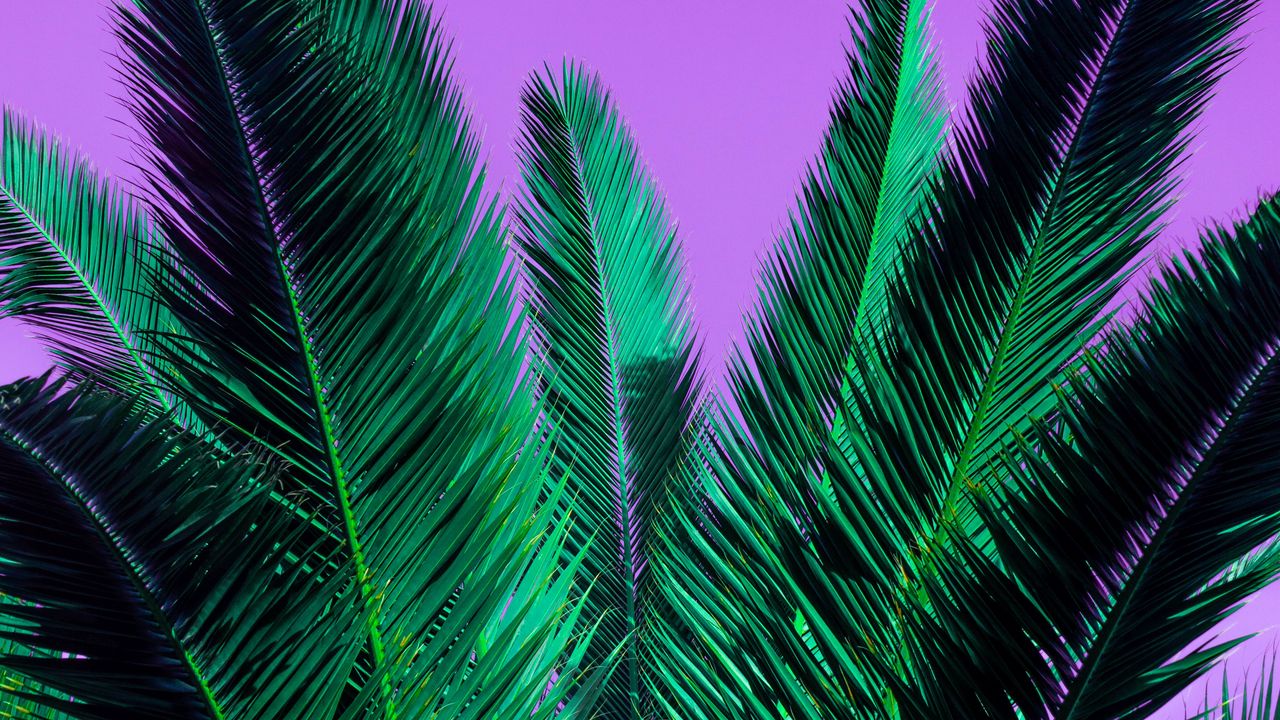 Обои пальма, ветви, растение, листья, фиолетовый