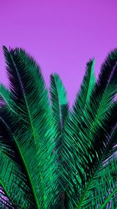 Превью обои пальма, ветви, растение, листья, фиолетовый
