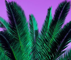 Превью обои пальма, ветви, растение, листья, фиолетовый