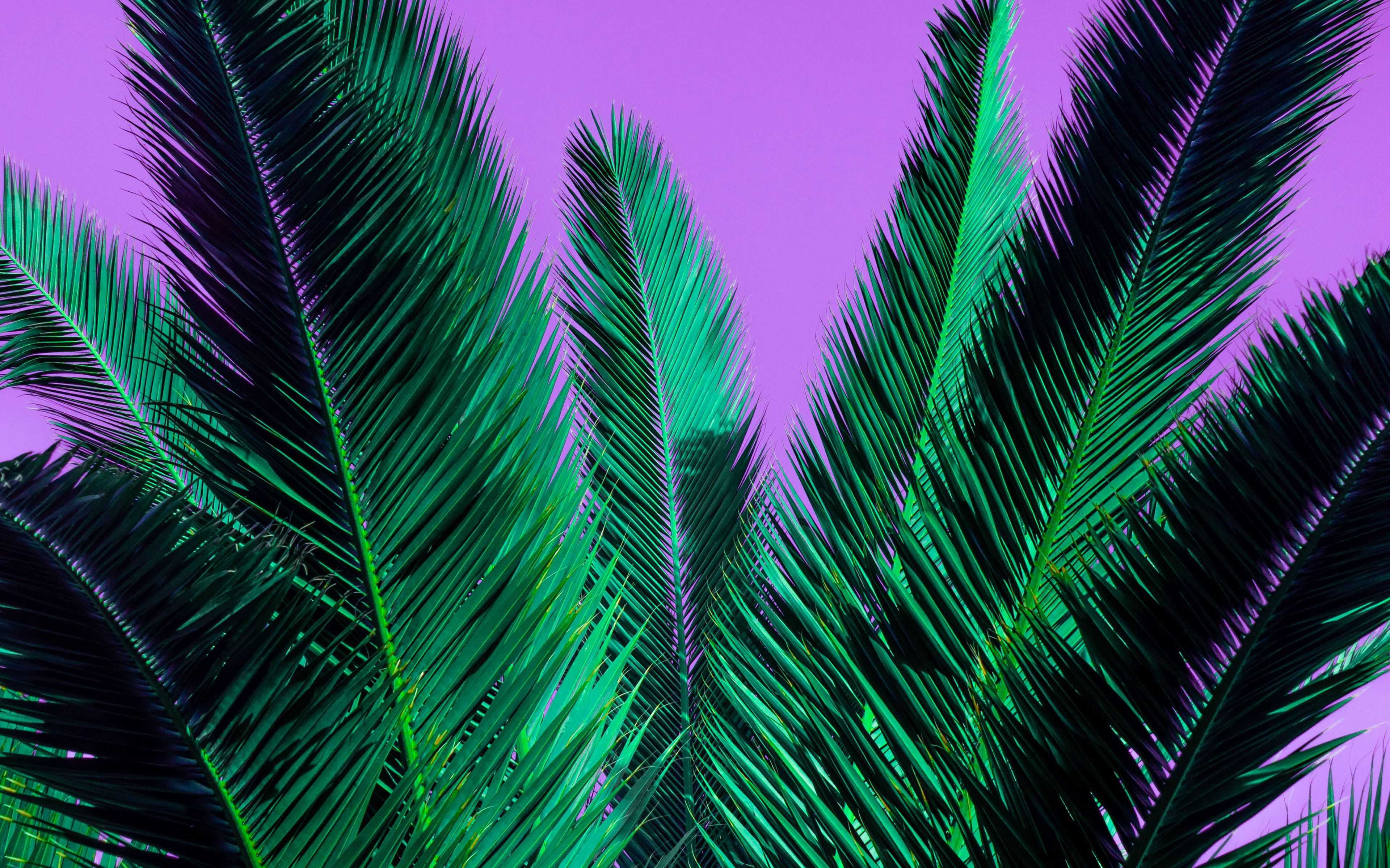 3840x2400 Обои пальма, ветви, растение, листья, фиолетовый.