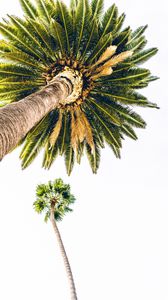 Превью обои пальма, вид снизу, минимализм, дерево