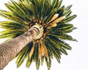 Превью обои пальма, вид снизу, минимализм, дерево