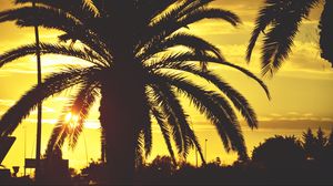 Превью обои пальма, закат, небо, солнечный свет, тропики