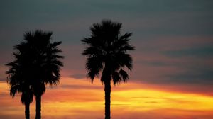 Превью обои пальма, закат, пальмы, небо, тропики