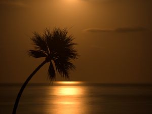 Превью обои пальма, закат, силуэт, море, блики