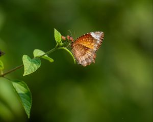 Превью обои пальмовая муха, бабочка, крылья, растение, макро