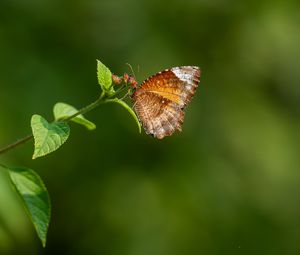 Превью обои пальмовая муха, бабочка, крылья, растение, макро