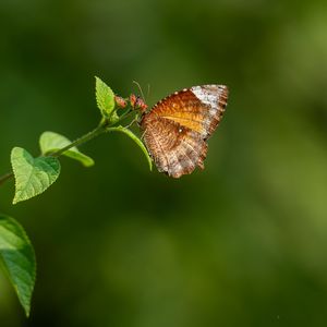 Превью обои пальмовая муха, бабочка, крылья, растение, макро