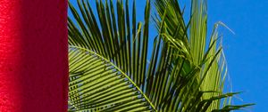 Превью обои пальмовые листья, листья, тропический