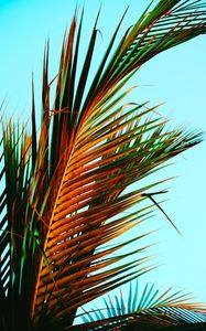 Превью обои пальмовые листья, пальма, листья, тропики