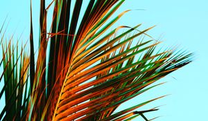 Превью обои пальмовые листья, пальма, листья, тропики