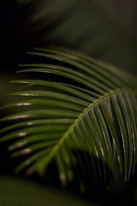 Превью обои пальмовый лист, лист, макро, зеленый, тропический