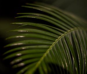 Превью обои пальмовый лист, лист, макро, зеленый, тропический