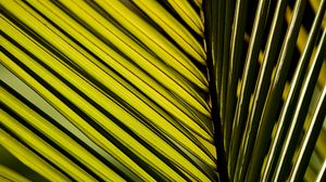 Превью обои пальмовый лист, лист, макро, зеленый