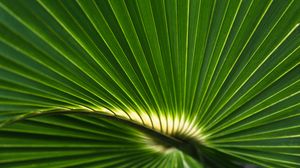 Превью обои пальмовый лист, лист, полосы, макро, зеленый