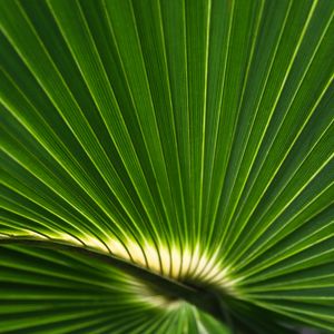 Превью обои пальмовый лист, лист, полосы, макро, зеленый