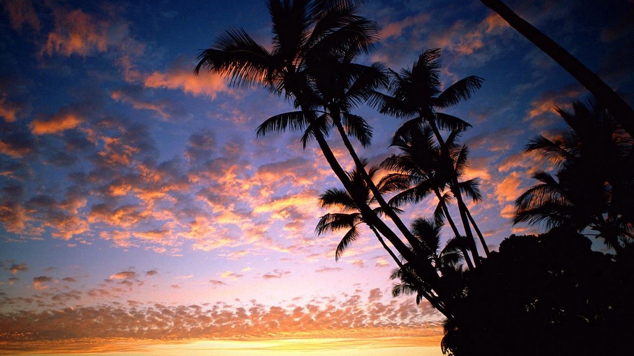 Обои пальмы, берег, силуэты, море, небо, вечер, корабли, очертания, гавайи