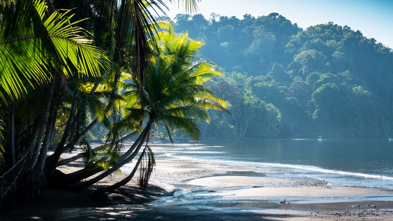Обои пальмы, берег, вода, тропики