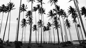 Превью обои пальмы, чб, природа, минимализм