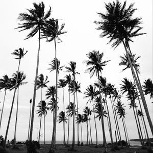 Превью обои пальмы, чб, природа, минимализм