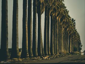 Превью обои пальмы, деревья, дорога, природа