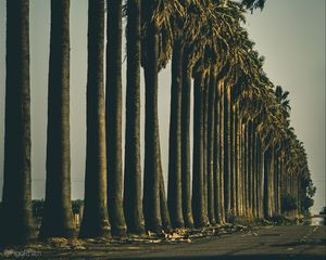 Превью обои пальмы, деревья, дорога, природа