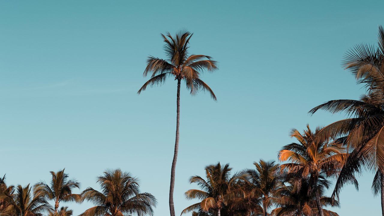 Обои пальмы, деревья, кроны, небо, тропический
