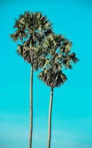 Превью обои пальмы, деревья, лето, минимализм