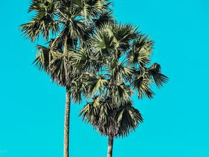 Превью обои пальмы, деревья, лето, минимализм