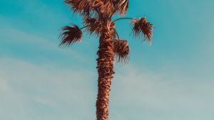 Превью обои пальмы, деревья, листья