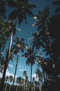 Превью обои пальмы, деревья, листья, тропический