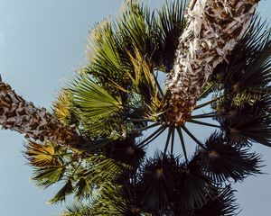 Превью обои пальмы, деревья, небо, ветки, листья