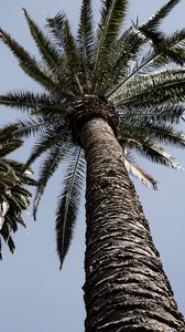 Превью обои пальмы, деревья, небо, вид снизу, ветки