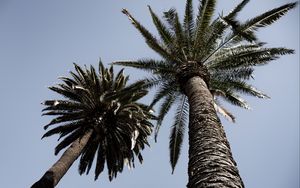 Превью обои пальмы, деревья, небо, вид снизу, ветки