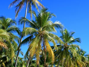 Превью обои пальмы, деревья, песок, природа, тропики