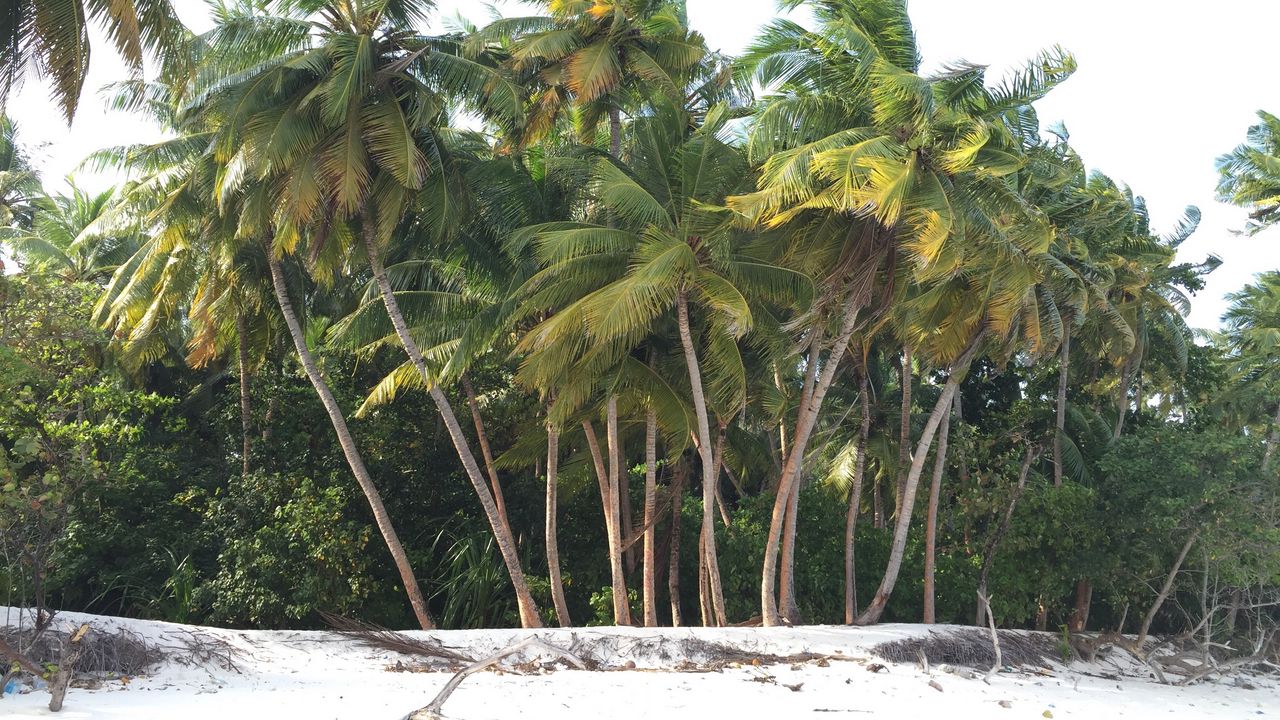 Обои пальмы, деревья, пляж, песок