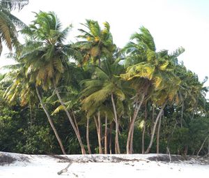Превью обои пальмы, деревья, пляж, песок