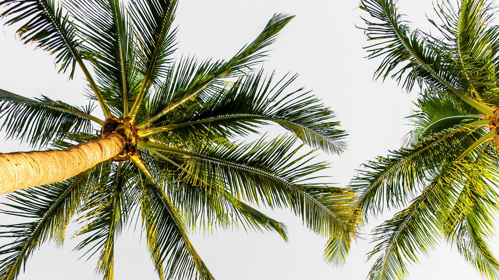 Фон с пальмами для фотошопа