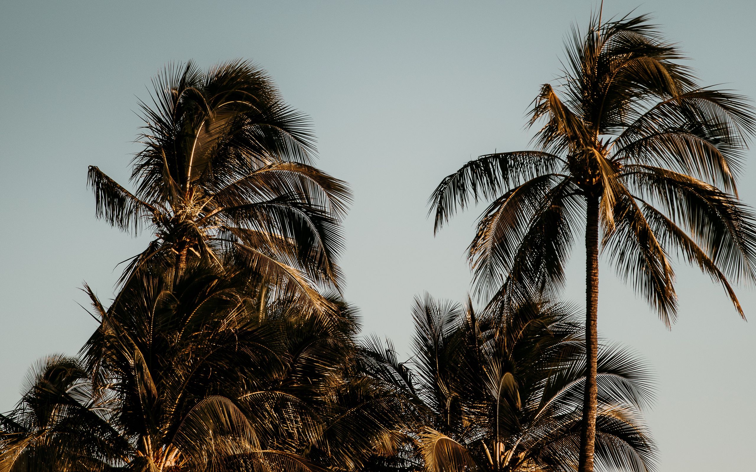 Бразильские пальмы