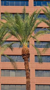 Превью обои пальмы, деревья, здание, фасад