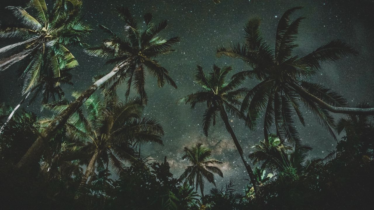 Обои пальмы, деревья, звездное небо